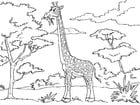 Kleurplaat giraf