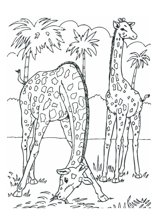Kleurplaat giraffen