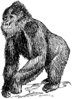 Kleurplaten Gorilla