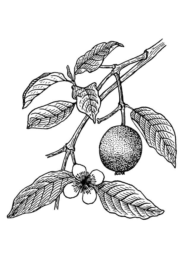 Kleurplaat guava