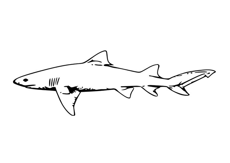 Kleurplaat haai
