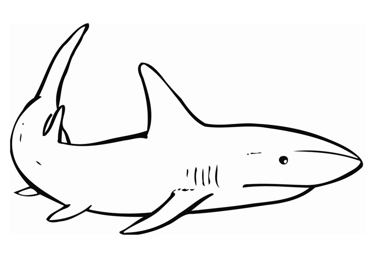 Kleurplaat haai