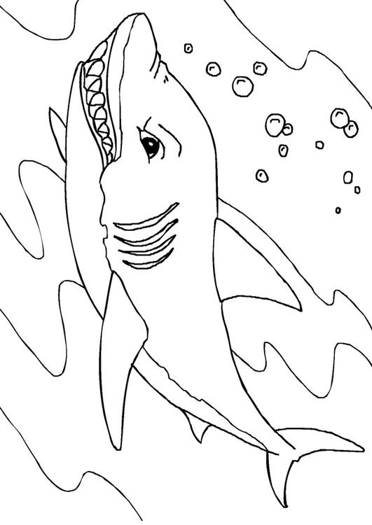 haai