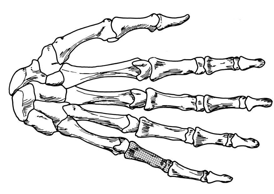 Kleurplaat hand - skelet