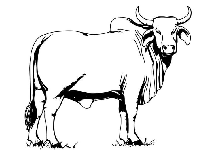 Kleurplaat heilige koe