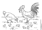 Kleurplaten hen, haan en kuikens