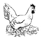 Kleurplaten hen met kuikens