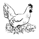 hen met kuikens