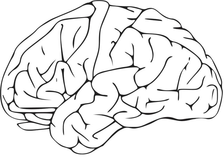 Kleurplaat hersenen