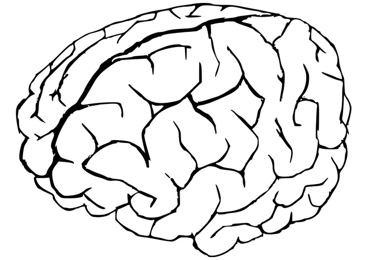 Kleurplaat hersenen