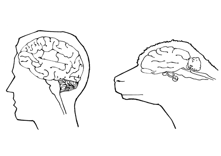 Kleurplaat hersenen mens en schaap