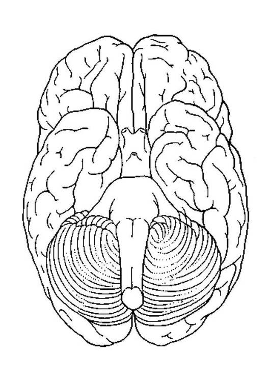 Kleurplaat hersenen onder