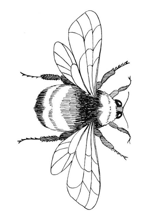 hommel