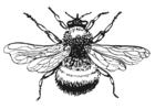 Kleurplaten hommel