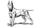 Kleurplaat hond - bull terrier