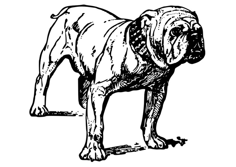 Kleurplaat hond - bulldog