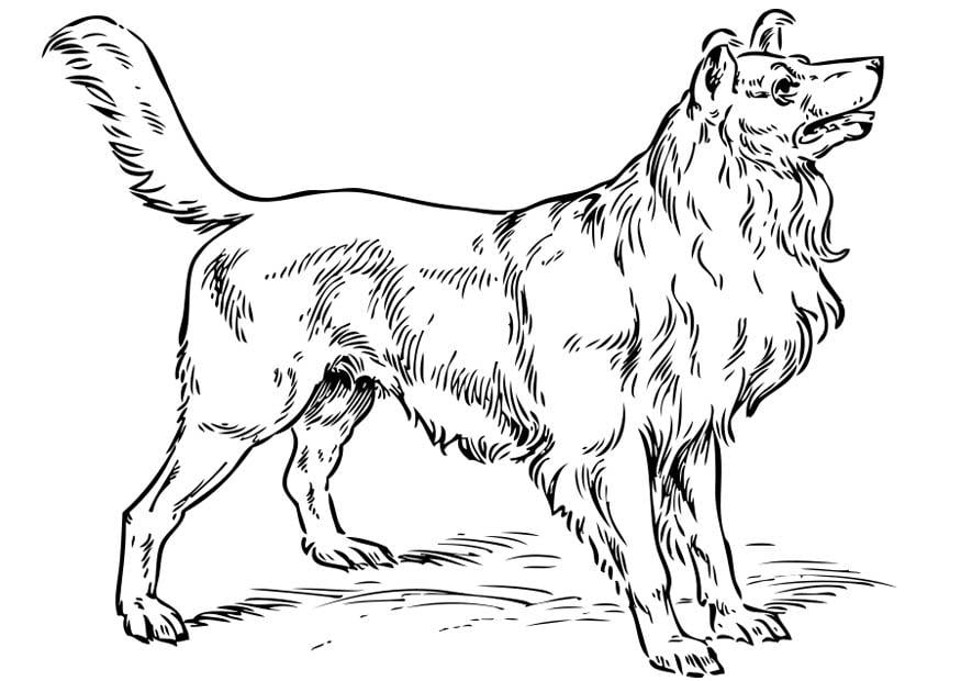 Kleurplaat hond - collie