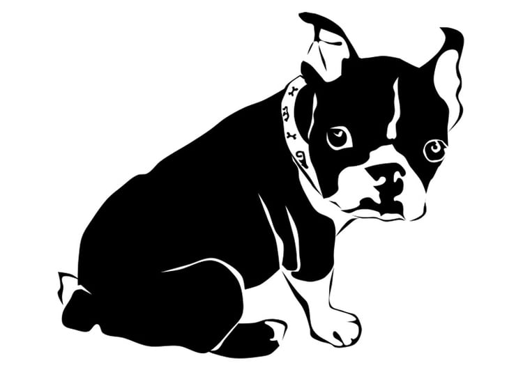 Kleurplaat hond - franse bulldog 