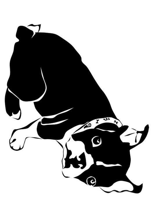hond - franse bulldog 