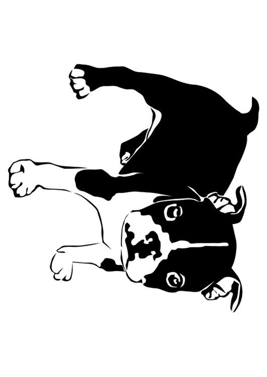 hond - franse bulldog