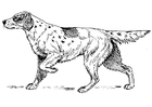 Kleurplaat hond - setter