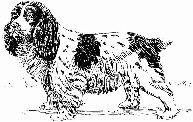 Kleurplaat hond - spaniel