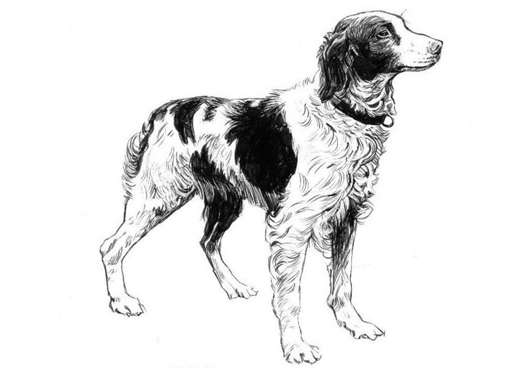 Kleurplaat hond - spaniel