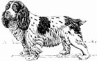 Kleurplaat hond - spaniel