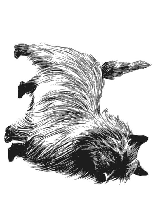 hond - terrier