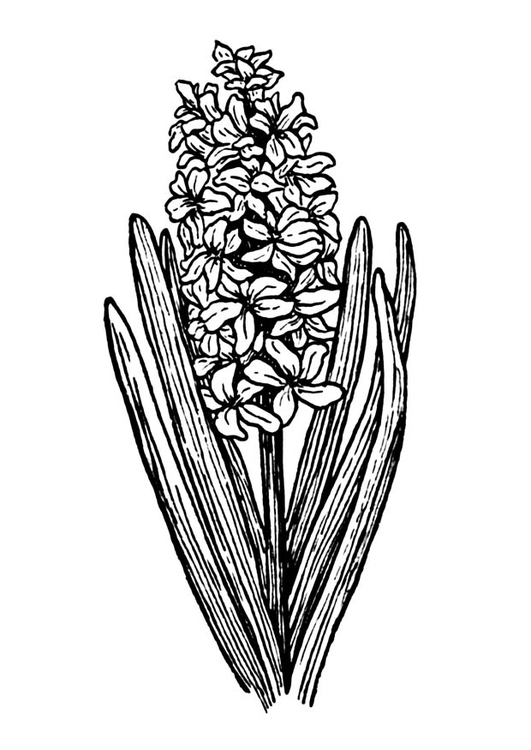 Kleurplaat hyacint