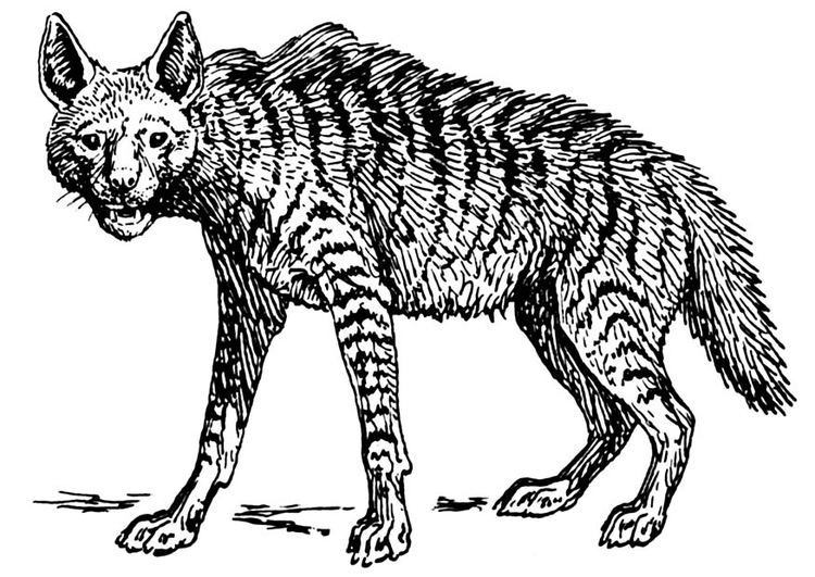 Kleurplaat hyena
