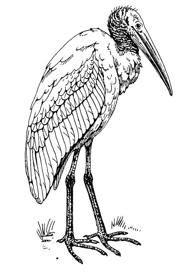 Kleurplaat ibis