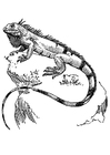 Kleurplaat iguana