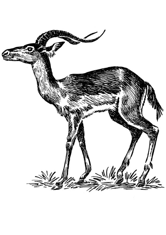 Kleurplaat impala