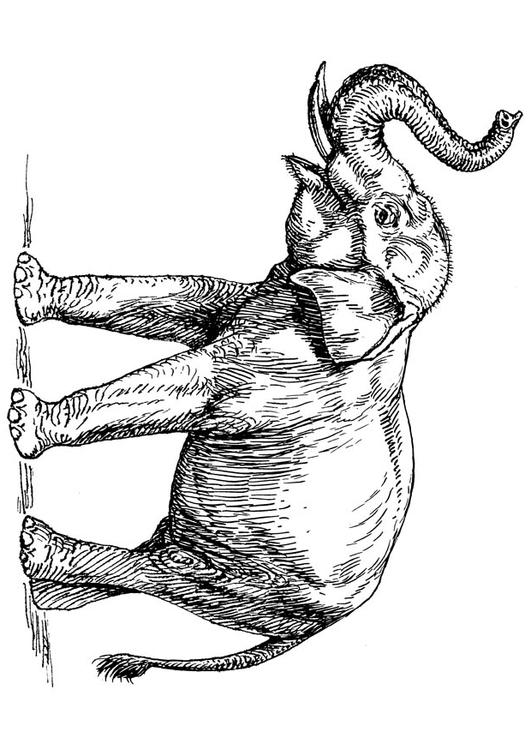 indische olifant