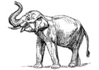 Kleurplaat indische olifant