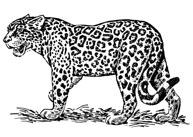 Kleurplaat jaguar