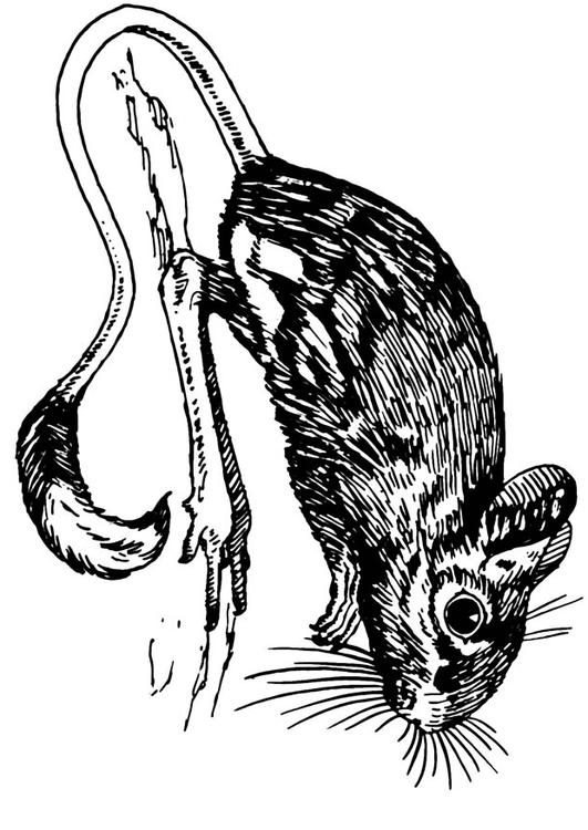 jerboa - springmuis