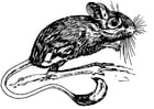 Kleurplaat jerboa - springmuis