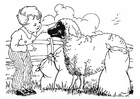 jongen met schaap