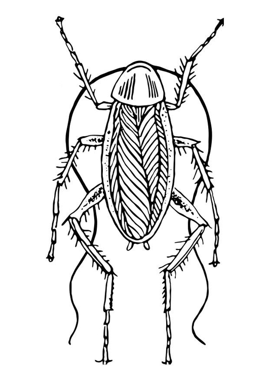 Kleurplaat kakkerlak