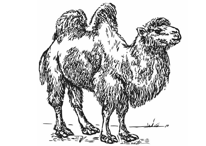 Kleurplaat kameel