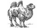 Kleurplaat kameel