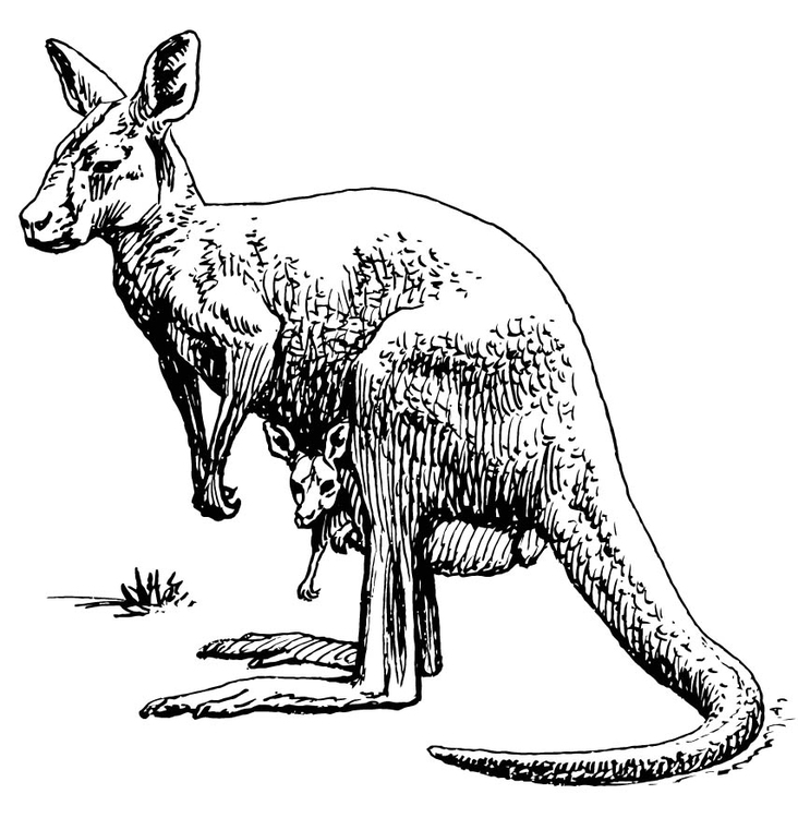 Kleurplaat Kangoeroe
