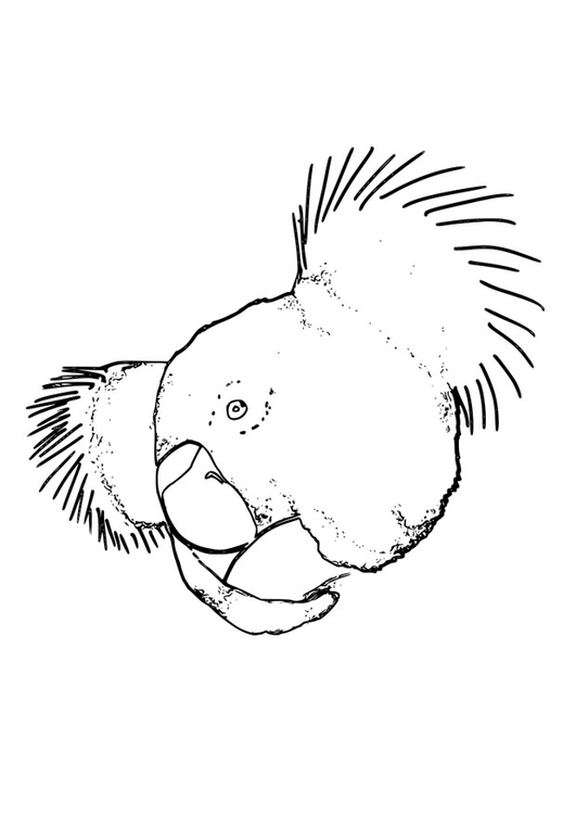 Kleurplaat koala