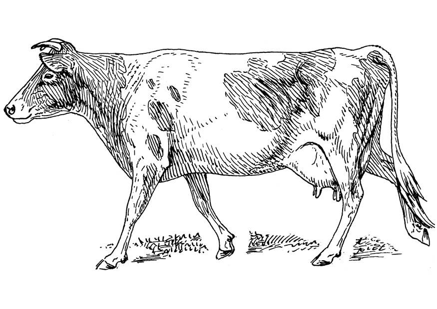 Kleurplaat koe