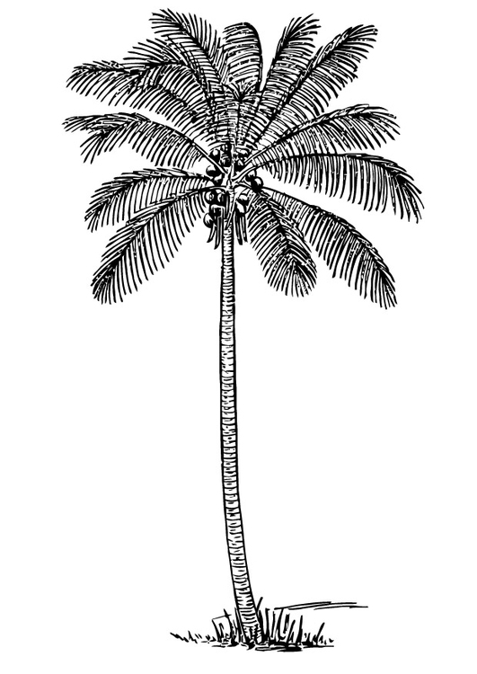 Kleurplaat kokospalm