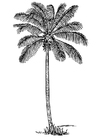 kleurplaat kokospalm