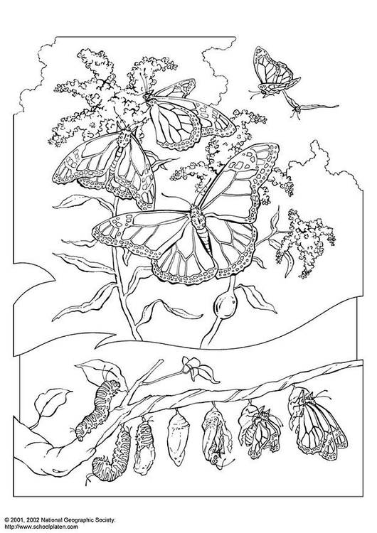 Kleurplaat koningsvlinder