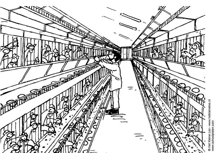 Kleurplaat kooihuisvesting - legbatterij